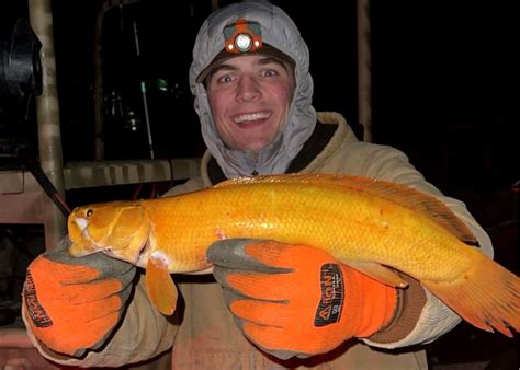 Bowfisherman Harvests Uber Rare Golden Bowfin In Wisconsin Outdoor Life