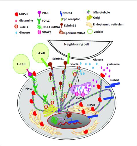 The Role Of Tubulins In Csc Niche Different Tubulin Isotypes