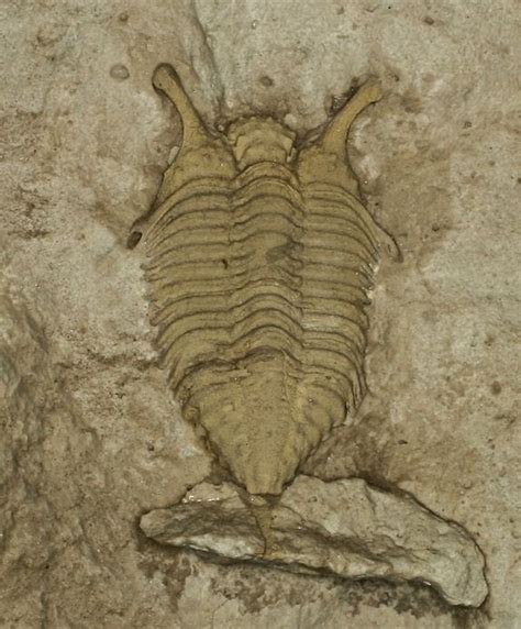 Trilobite Collection Discover Ancient Arthropods Amnh Trilobite