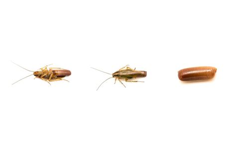 German Cockroach Removal - Prime Pest Solutions