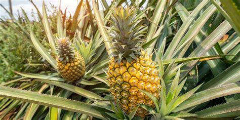 Pineapple Farming In Kenya What You Need To Know Affordable Plots