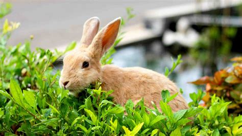 Less Mess Canada | How to Fend off Natural Garden Predators