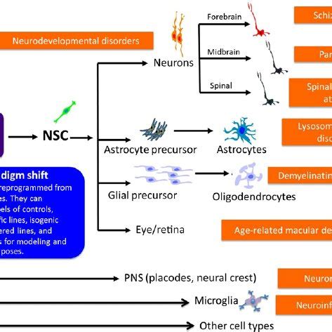 Human iPSC-derived neural cells. Schematic summary of different types ...