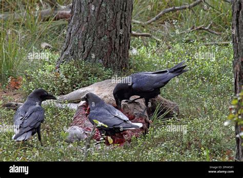 Mature Raven Hi Res Stock Photography And Images Alamy