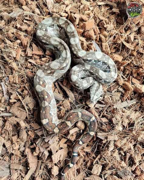 Just A Normal Nicaraguan Boa Darren Hamill Reptiles