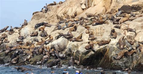 Palomino Islands Swim With Sea Lions In The Pacific Ocean Getyourguide