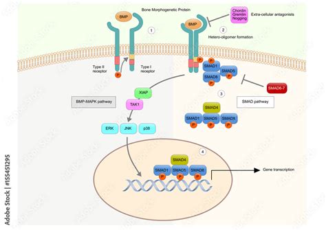 Bone Morphogenetic Protein BMP And Its Mechanism Of Action Stock