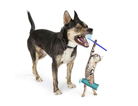 Funny Kitten Brushing Dog's Teeth Photograph by Good Focused