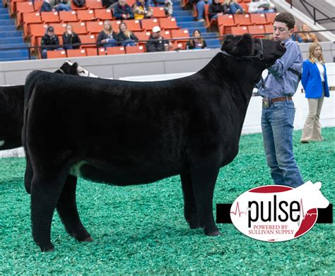 NAILE Junior Heifers Maine Anjou The Pulse