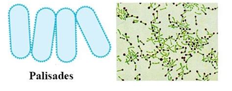 Palisades Bacteria