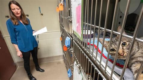 Wisconsin Humane Society Gets 50 Cats From Milwaukee Area A Residence