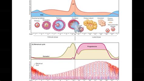 Ovarian And Uterine Cycle Phases Chart