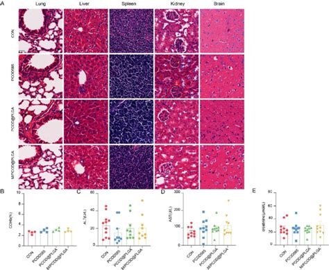 Biosafety Of Mpcodplga In Vivo A He Staining Of Major Organs After