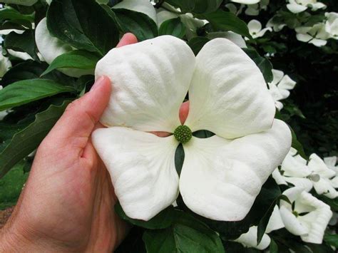 Venus Dogwood For Sale Online | The Tree Center