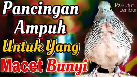 Perkutut Lokal Gacor SUARA BESAR Ampuh Untuk Pancingan Perkutut Lokal