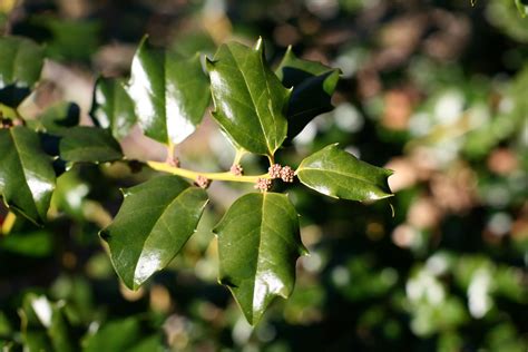 Meserve Holly Shrub Low Growing Leathery Leaves In Feel Flickr