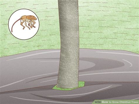 How To Grow Chestnut Trees With Pictures Wikihow