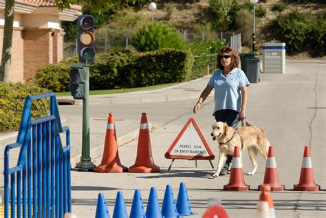 Perros Guía Razas Precios y Entrenamiento Discapacidad Visual