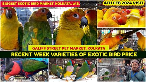 Recent Week All Exotic Bird Price Update Galiff Street Cheapest