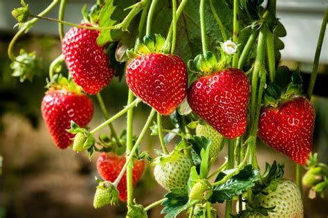 Erdbeeren Experten Tipps Vom Pflanzen Bis Zum Pflücken Plantura