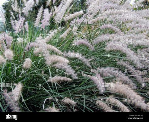 Pennisetum Hi Res Stock Photography And Images Alamy