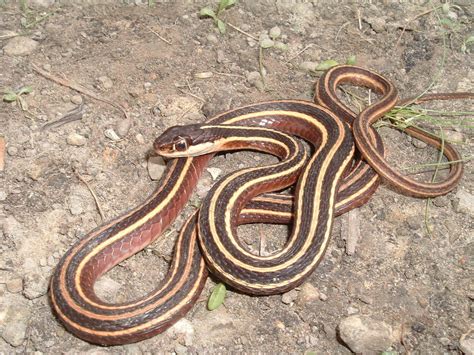 Baby Eastern Ribbon Snake