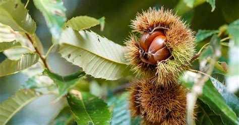 How To Grow And Care For Chestnut