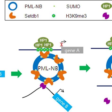 Model For Setdb Mediated Regulation Of Gene Expression In Pml Nbs