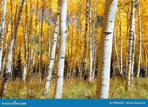 Aspen Tree Fall Foliage Color in Colorado Stock Photo - Image of leaf ...