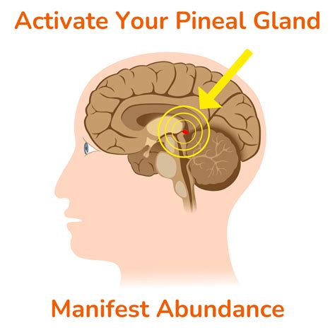 PinealXT - Pineal Gland Activator