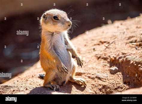 Prairie Dog and baby Stock Photo - Alamy