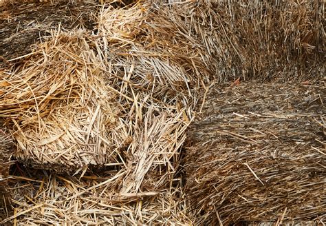 How Much Distillers Grain Do You Feed Cattle