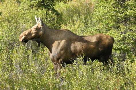 Elk vs Moose - StartMyHunt LLC