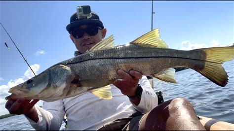 Topwater Snook On Kayak YouTube