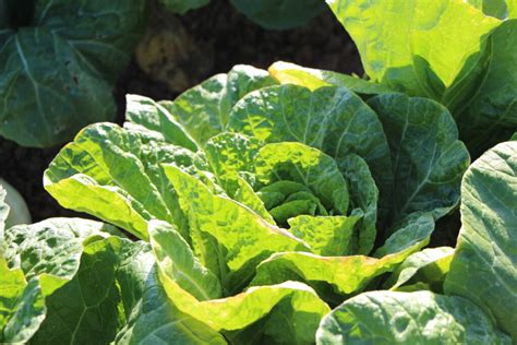 Fda And Cdc Announce The End Of Romaine Lettuce E Coli Outbreak