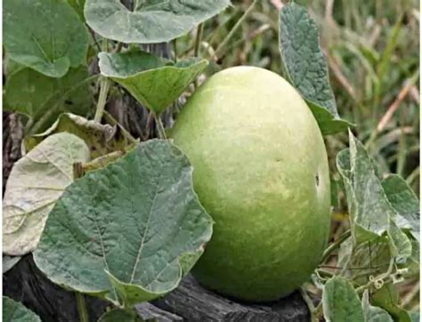 Maa Bottle Gourd Round Kaddu Lauki Seed Price In India Buy Maa Bottle Gourd Round Kaddu