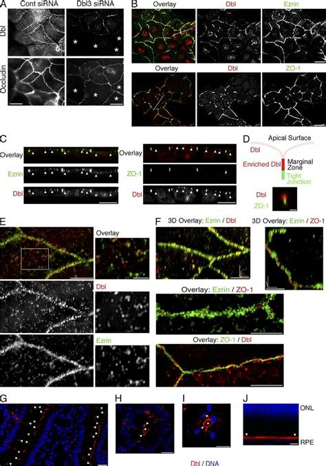 Dbl associates with the apical membrane and is enriched in a marginal ...