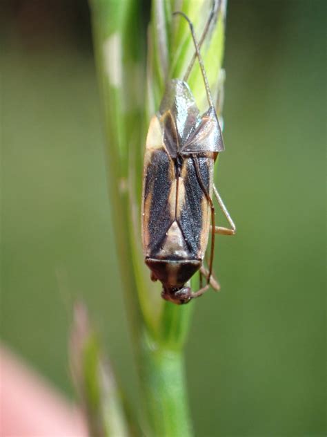 Well You Didn T Last Long Deceased Stenotus Binotatus Flickr