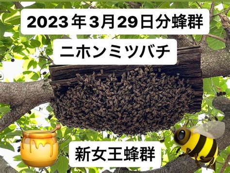 代購代標第一品牌－樂淘letao－希少 日本みつばち 新女王蜂分蜂群 福岡発送料込み 強群 ニホンミツバチ 日本ミツバチ にほんみつばち