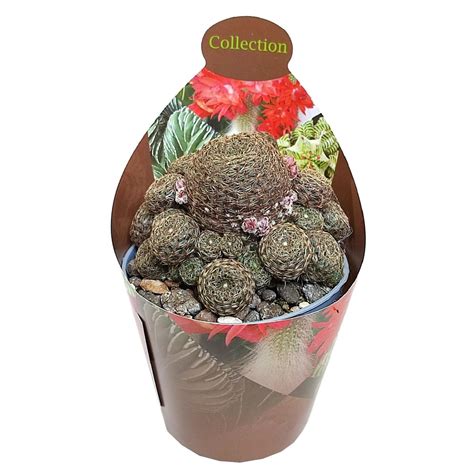 Rebutia Heliosa Plant Wholesale FlorAccess