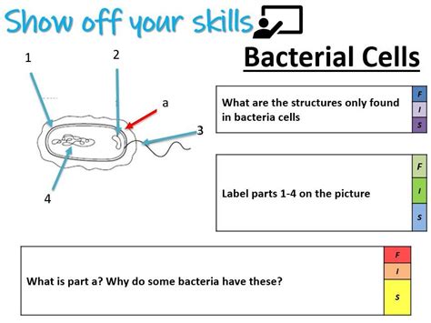 Cell Biology KS3 - Bacteria Cells | Teaching Resources