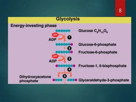 Carbohydrate Metabolism Ppt