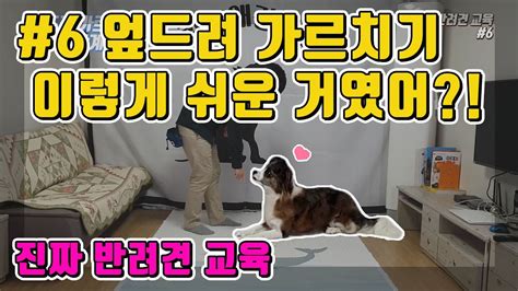 엎드려를 가르치는 가장 좋은 방법 강아지훈련 진짜반려견교육6 Youtube