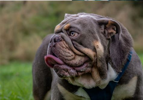 What Are Lilac English Bulldogs Top 7 Facts To Know About Them