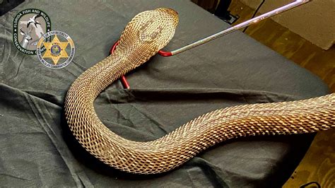 Investigation uncovers trafficking of dangerous snakes