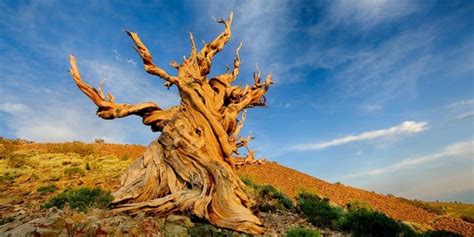 7 Oldest Trees In The World - The Fact Site