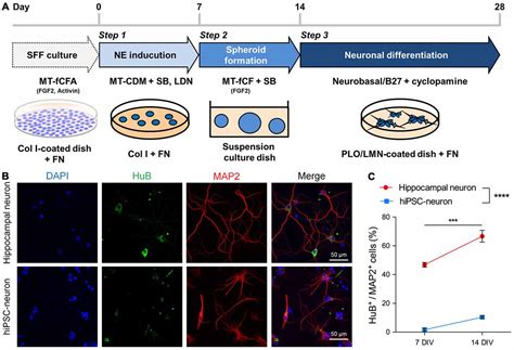 Frontiers Differentiation Of Human Induced Pluripotent Stem Cell