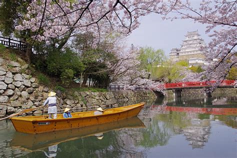 姫路城の桜2022お花見のおすすめスポットとイベント情報 たびハピ