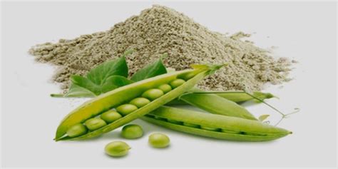 Powder Pisum Sativum Green Peas Extract At 600 Kg In Hosur ID