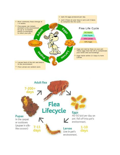 flea life cycle uk - Genny Poland